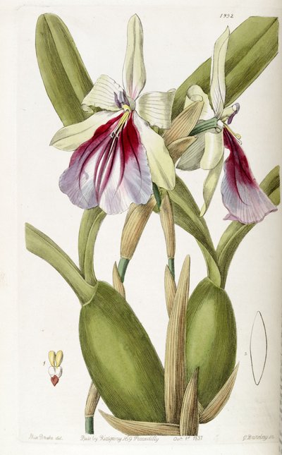 Miltonia spectabilis by Miss Drake